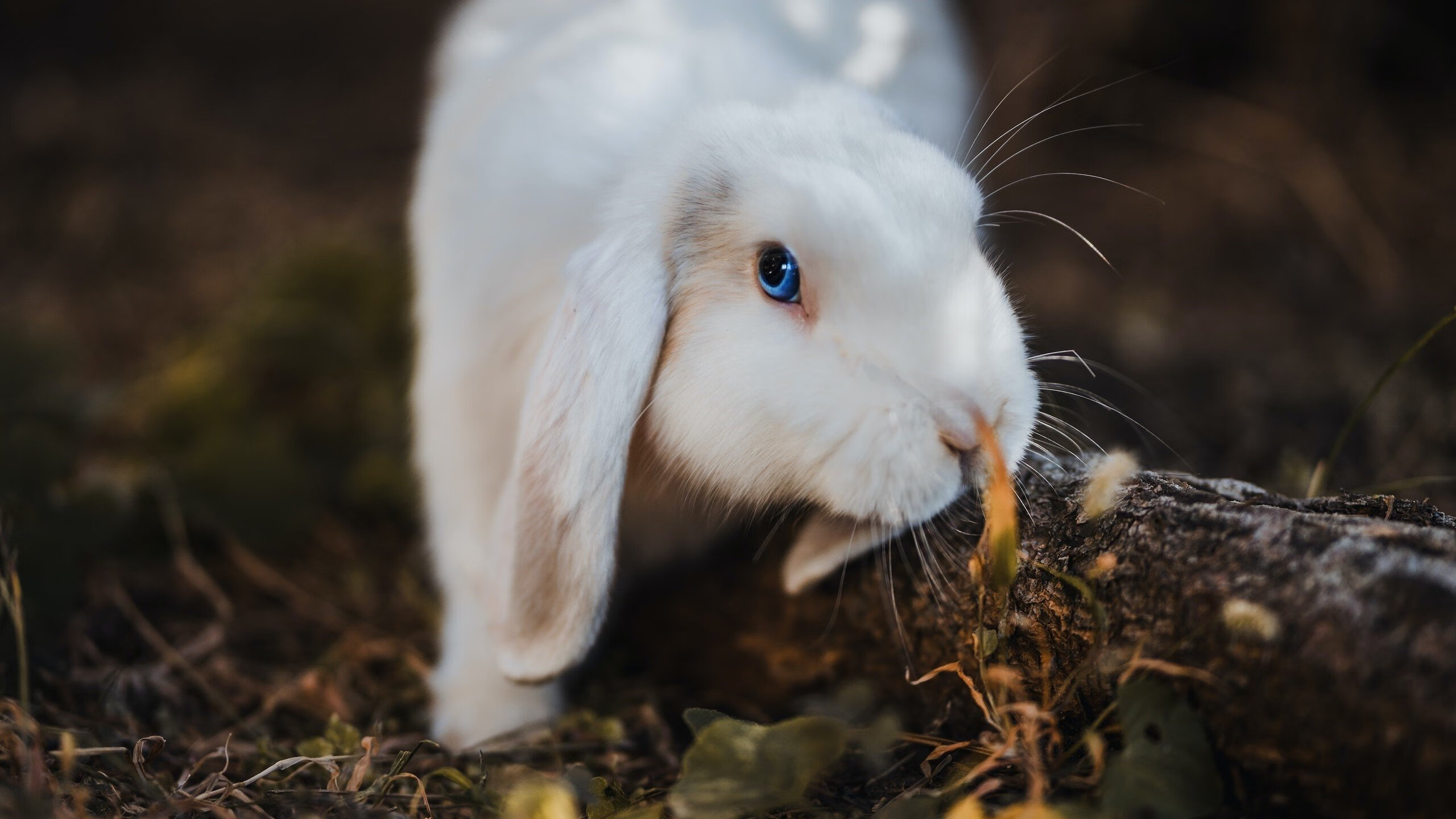 九游娱乐官方-欧冠淘汰赛之夜,维尼修斯用满分评分谱写皇家马德里新传奇